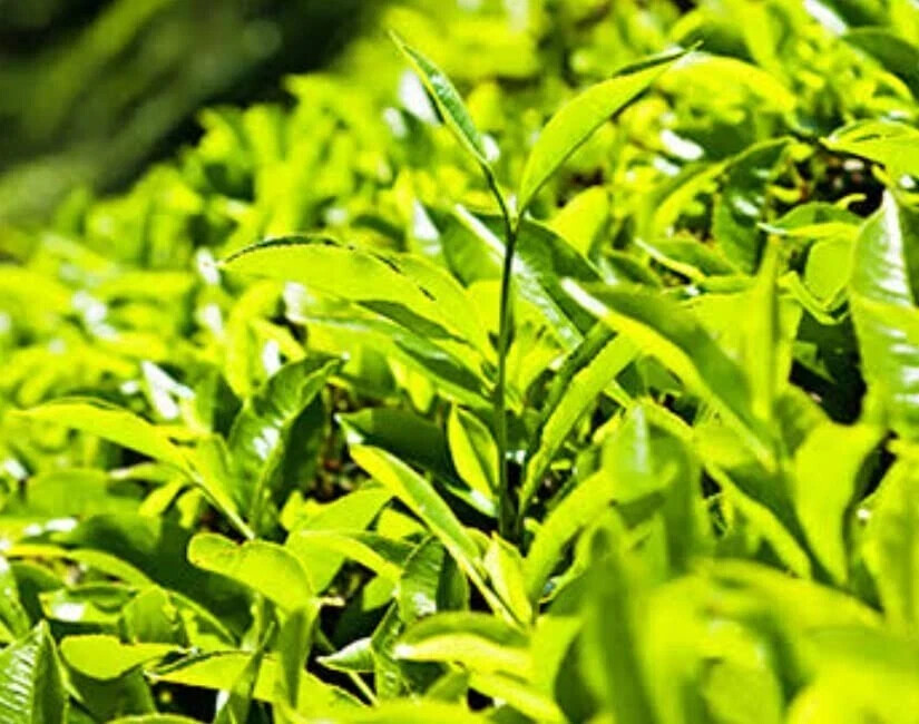Wood Farm Tea Assam’s Gently Rolled Aromatic Fresh Tea 250 gram