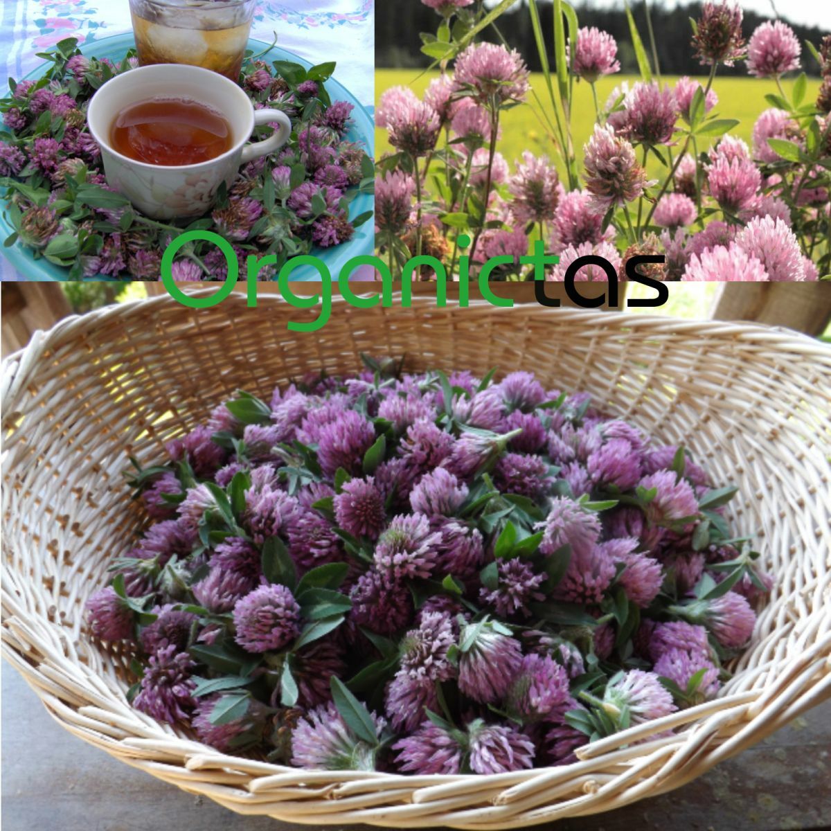 RED CLOVER Herbal Flower Tea (Trifolium Pratense) Premium Quality Organic 100 g