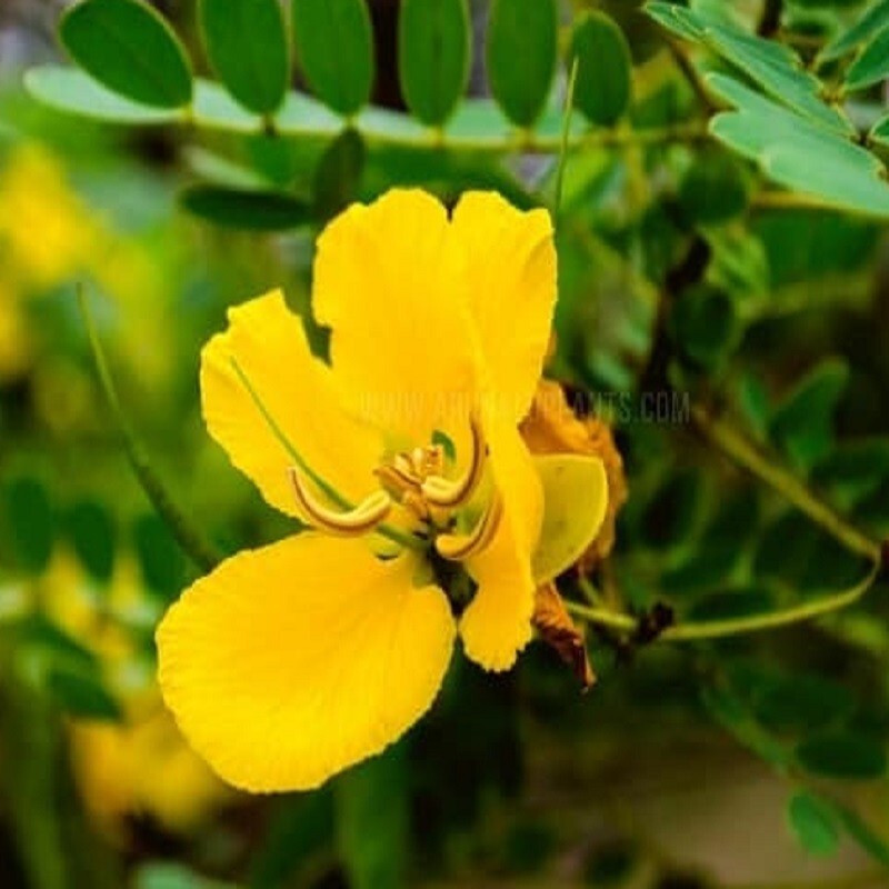Natural Organic Tanner’s Cassia, Auriculata Avarampoo (Ranawara Mal) Dried 50g