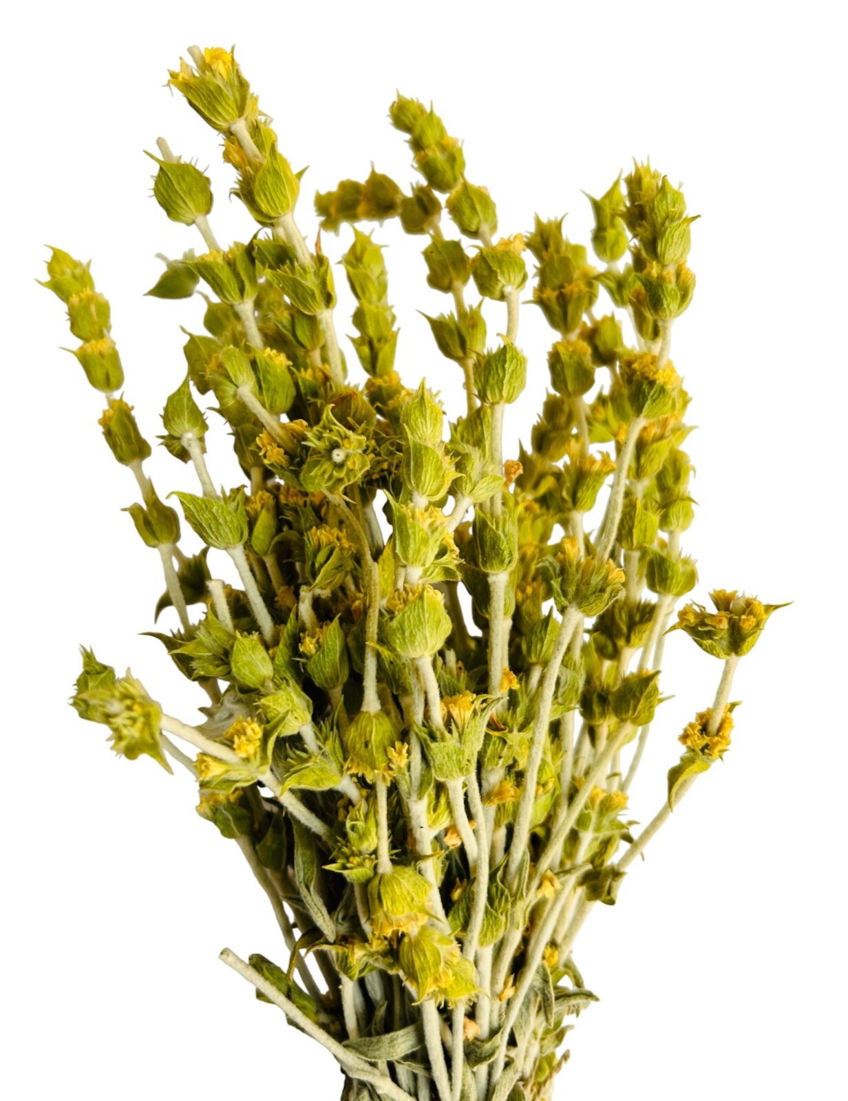 Premium Greek Mountain Τea Sideritis Scardica 950g (33.5 oz) | Harvest June 2025