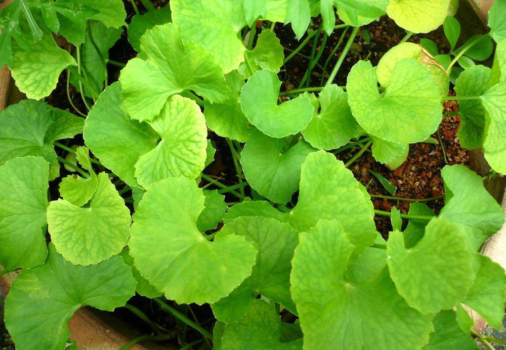 Link Herbal Tea 25 bags GotuKola Centella Asiatica Memory 100%-POSITIVE-SELLER