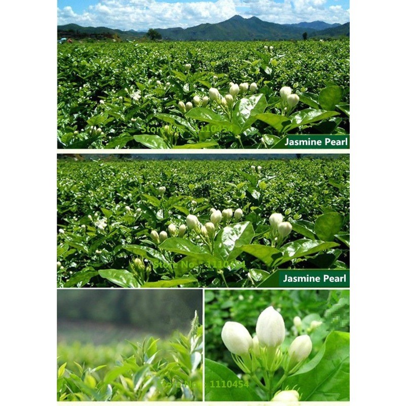 Jasmine Flower Tea 100g Jasmine Pearl Organic Green Tea Chinese Fragrant Tea