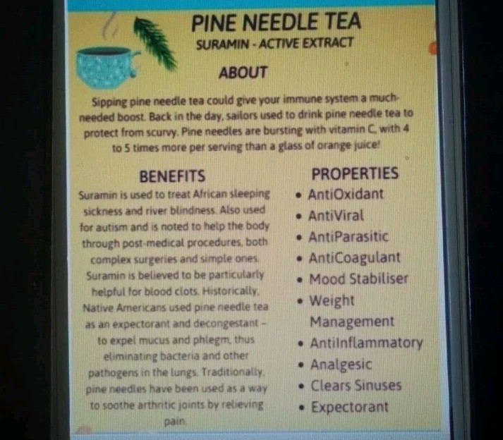 10 Pc LOT:BUY 3 GET 1 FREE Organic EASTERN WHITE Pine Needle Tea Bags Fresh Tree