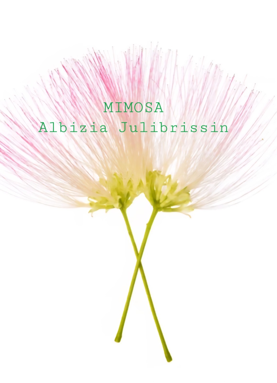 Mimosa Albizia Julibrissin Tea Silk Tree Dry Bloom Brewing Sleep Stress Organic