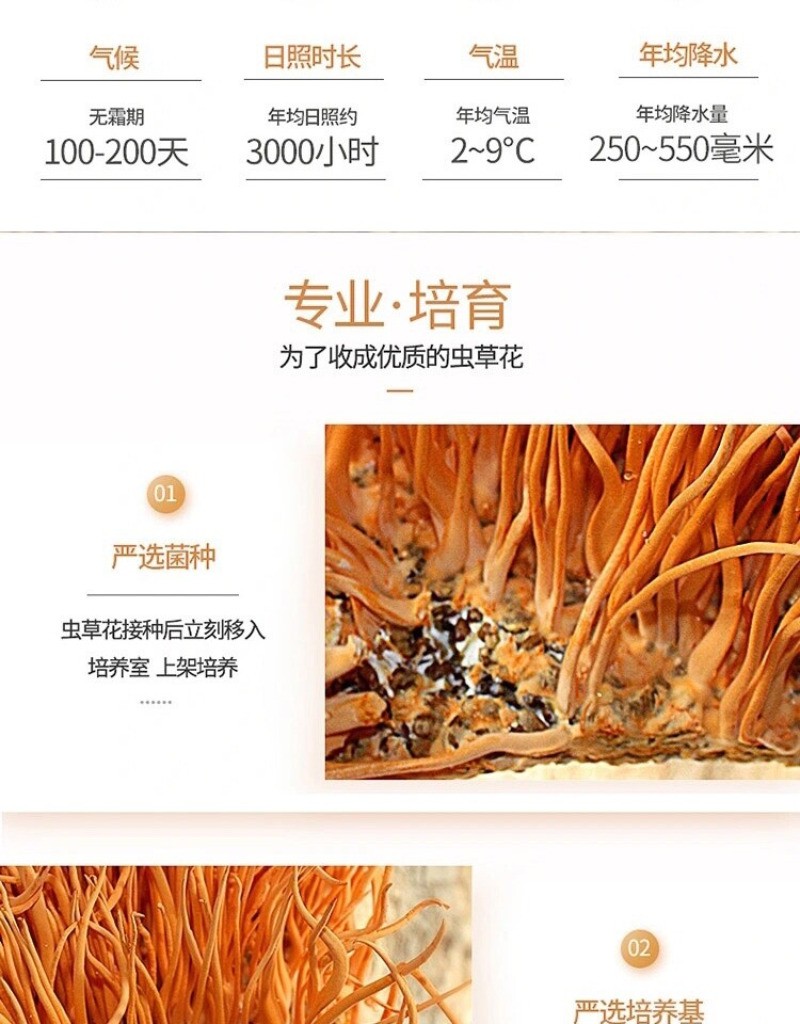 500g Premium Chinese Wild Mushroom Cordyceps Chong Cao Hua Herbal Brew Tea