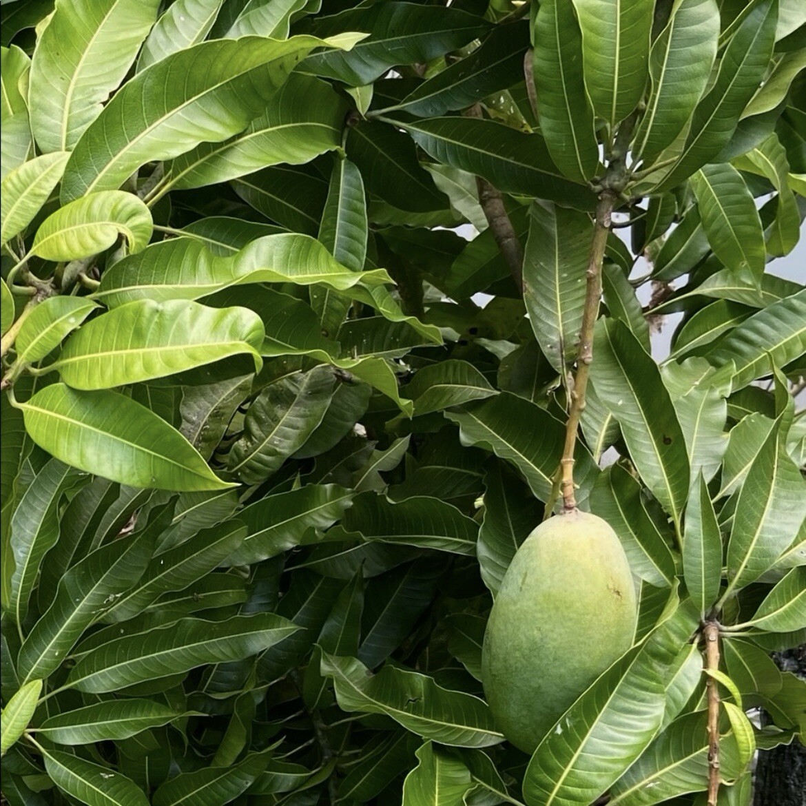 Fresh Mango Leaf For Herbal Tea 20 Leaves Home-grown No Pesticides FL USA