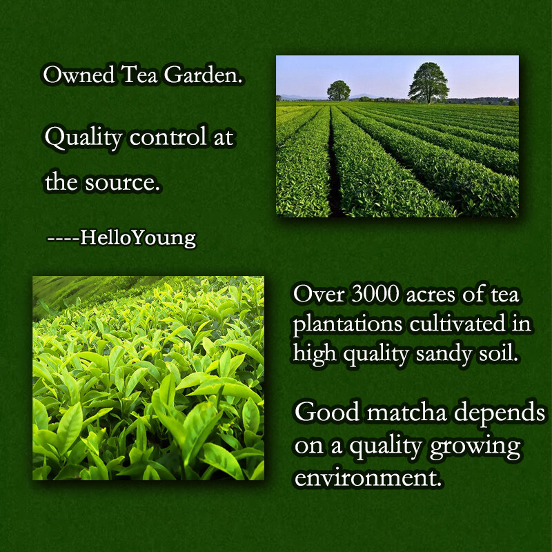 Organic Matcha Green Tea Powder Pure Culinary Grade Premium 50 to 500g