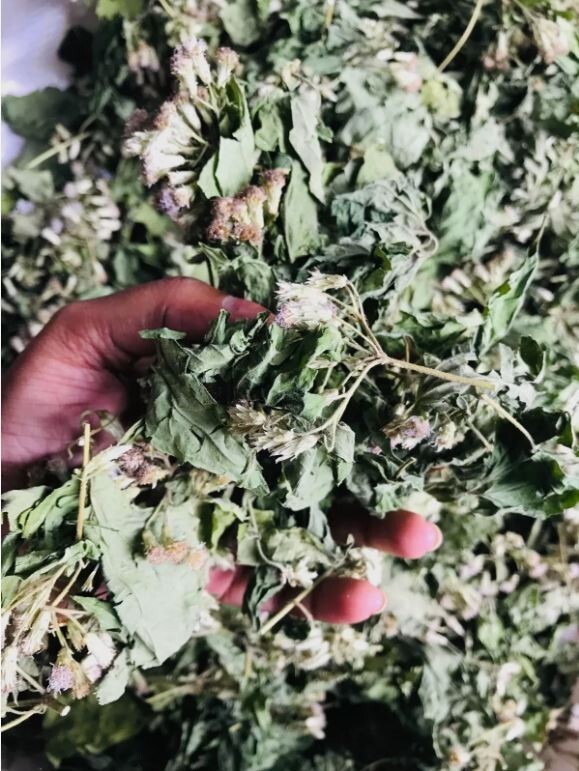 Mexican Dream Herb Calea Zacatechichi | Organic Hand-Picked Leaves for Tea