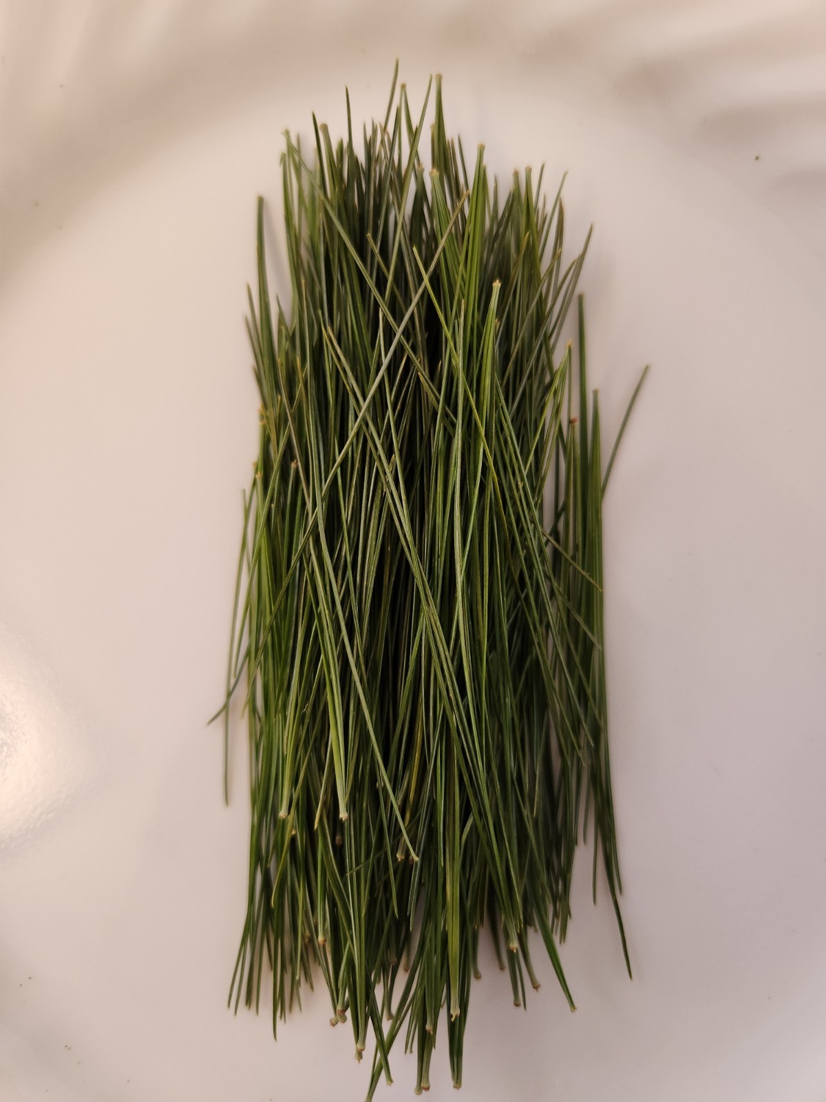 Eastern White Pine Fresh Needles, 2 oz – High Vitamin C
