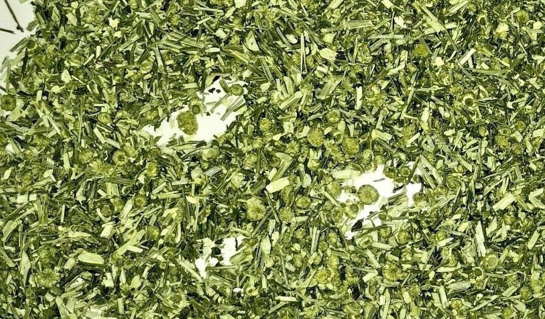Herb Feverfew (Certified Organic) leaves herbal flowers – grown in Usa
