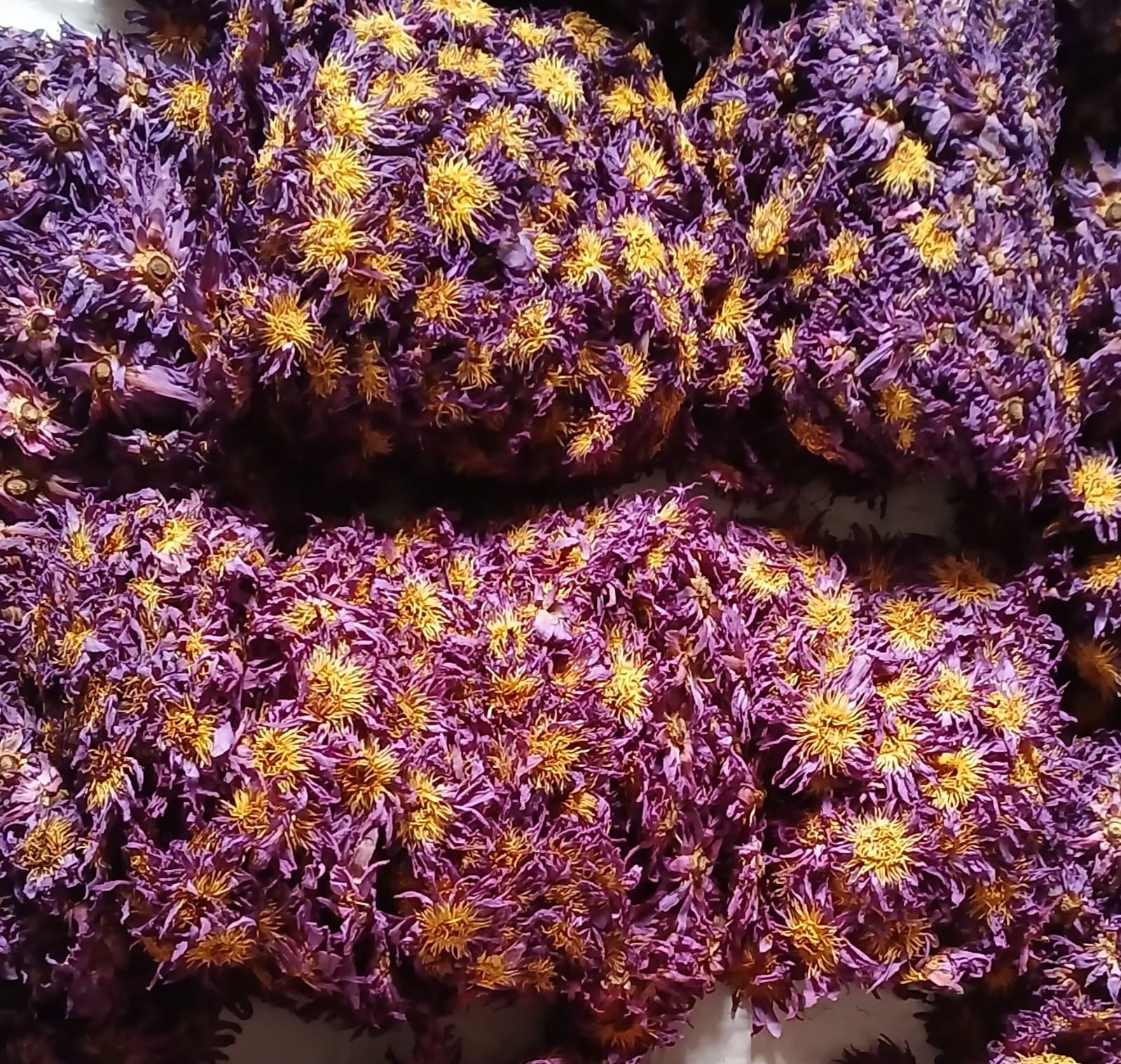 Dried Sri lankan Blue Lotus Herbal tea – 100g – Nymphaea Caerulea- organic