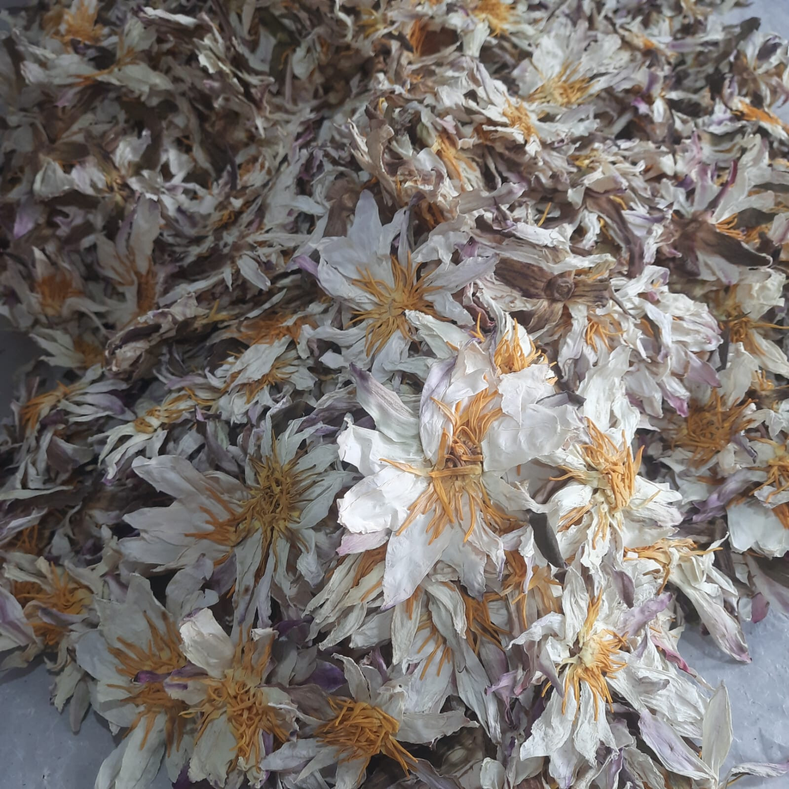 Ceylon White Lotus Nymphaea Ampla 100% Organic Herbal 1kg Flowers Tea
