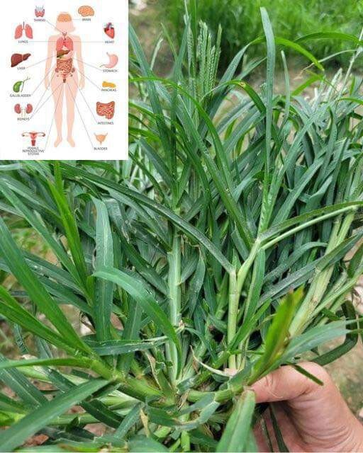 Ayurvedic Dry paragis plant and Powder Eleusine indica Goose Grass 100gr