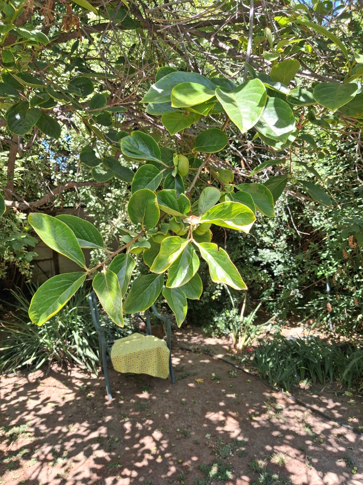 Organic Persimmon leaves for tea. Large Lower Blood sugar naturally 20 fresh
