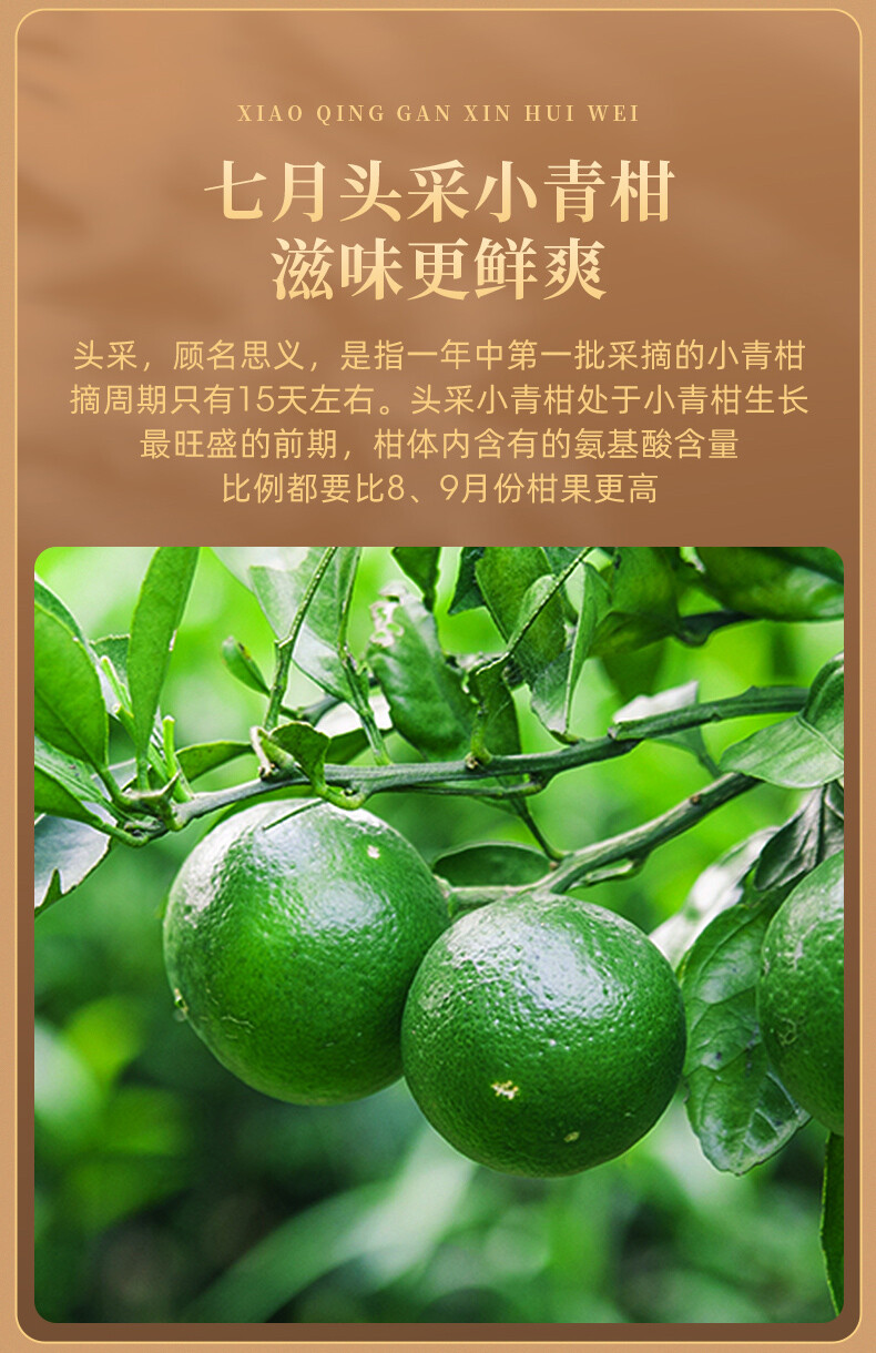 EFUTON Brand Chenpi Orange Pu’er Yunnan Pu-erh Tea Stuffed Tangerine Ripe 230g