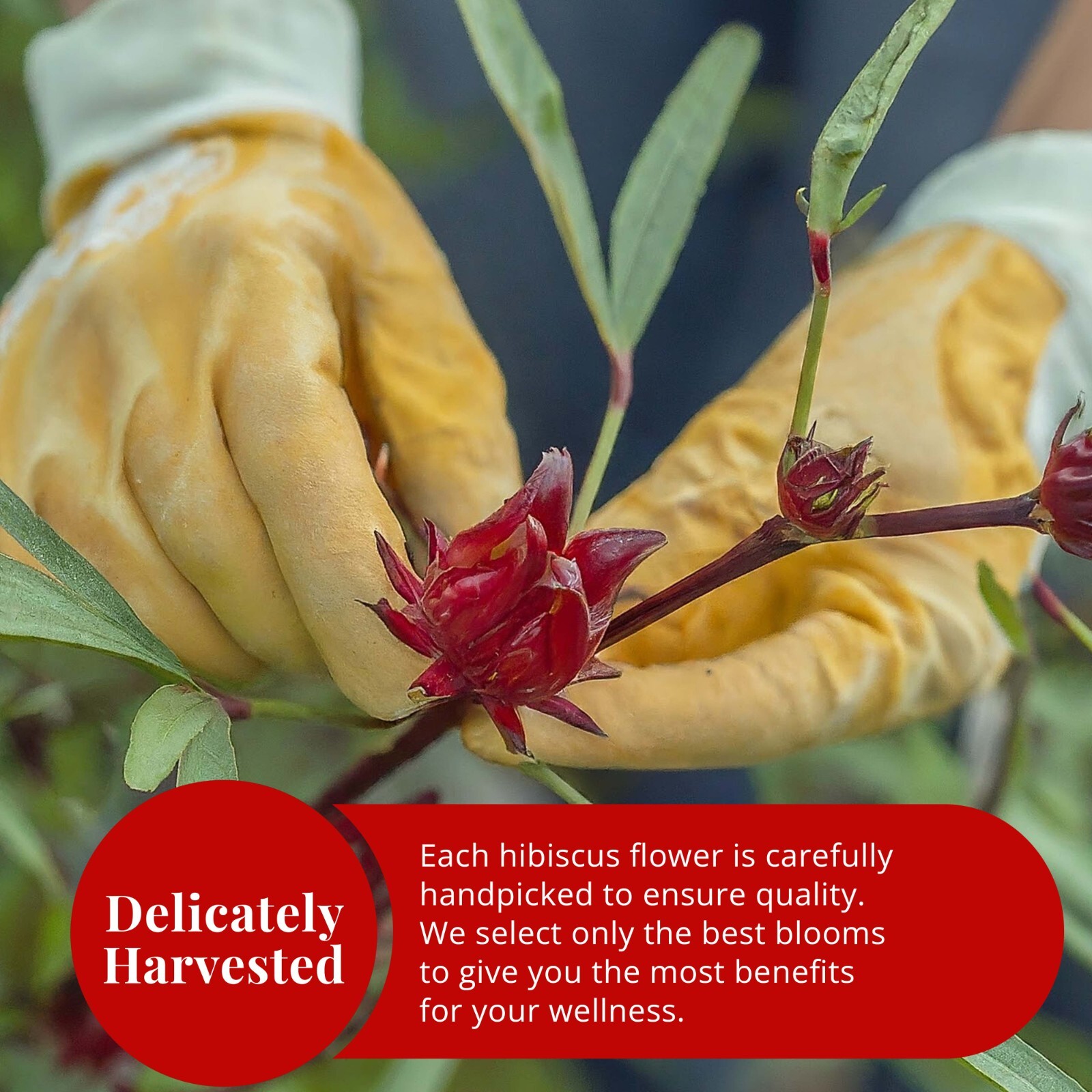 Dried Hibiscus Flower, Flor De Jamaica, Hibiscus Tea, Caffeine Free, 2.6oz