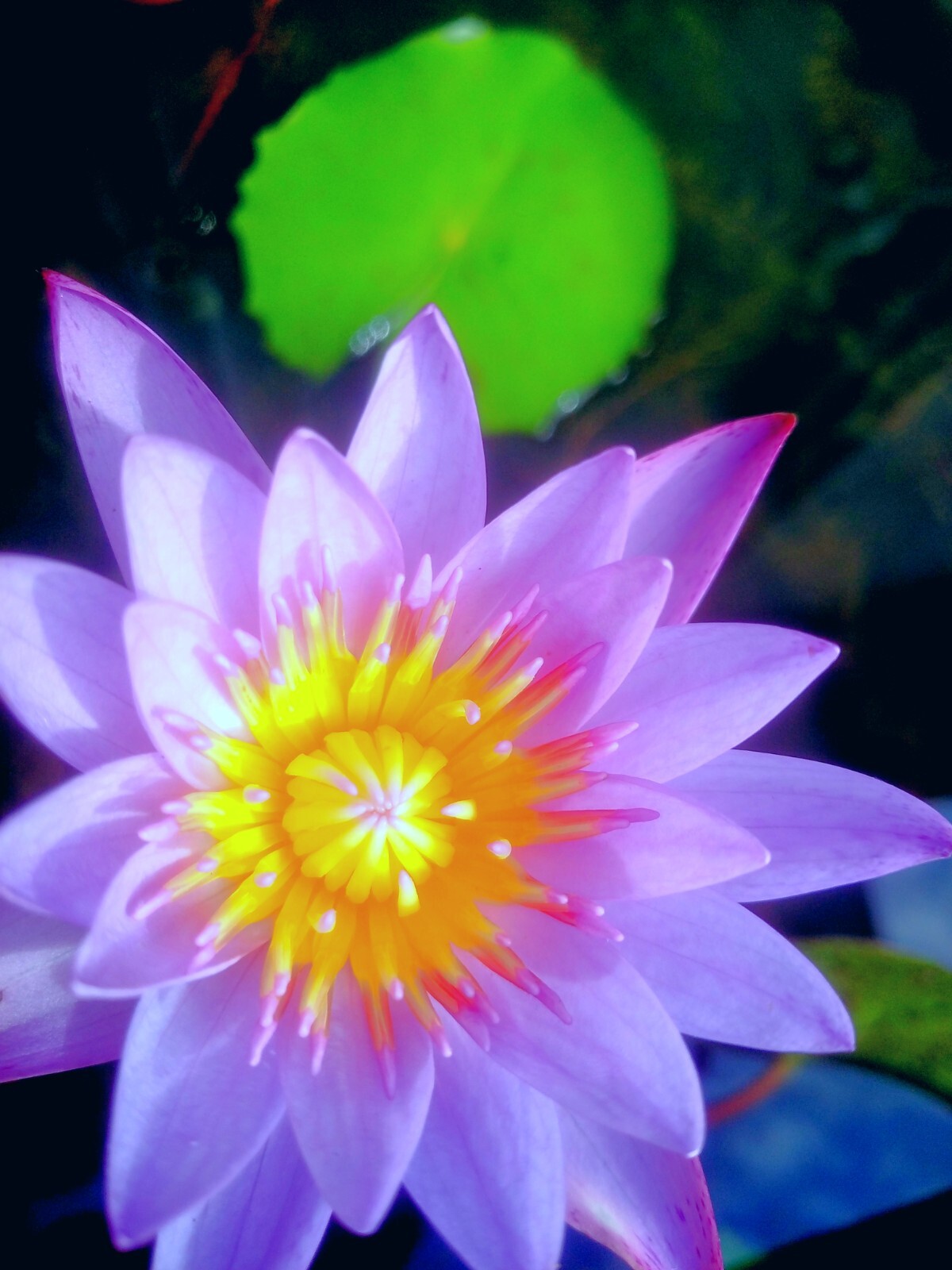Blue Lotus Nymphaea Caerulea Herbal 100% Natural Organic Ceylon Dried Flower NEW