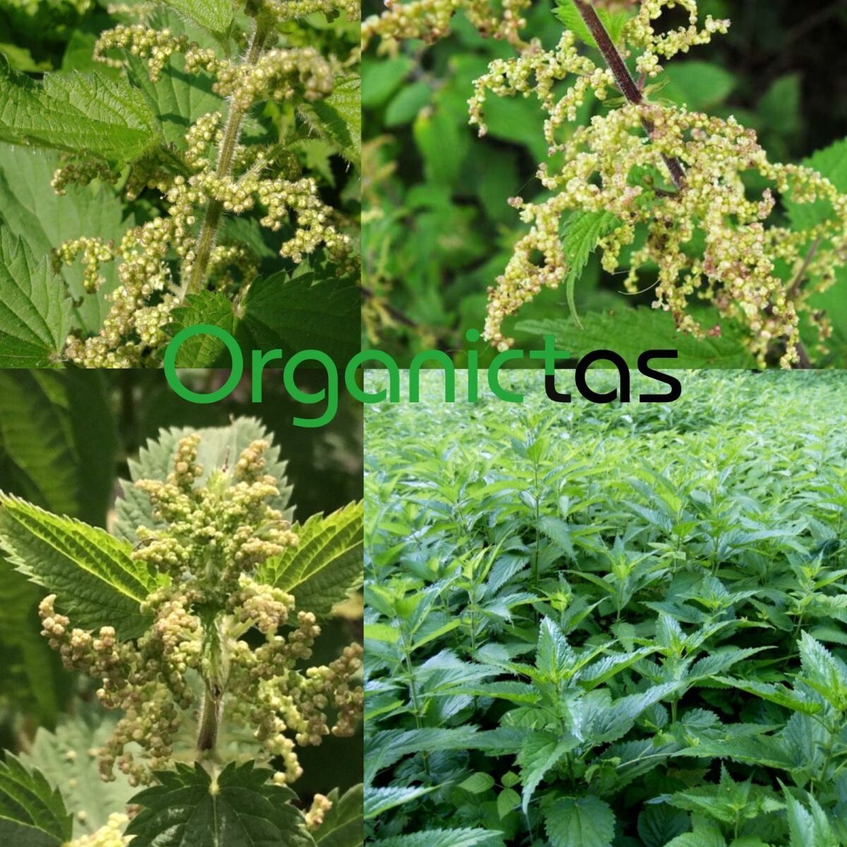 Organic NETTLE SEED TEA – Dried & Crushed Nettle Seeds Tea with Benefits 200g