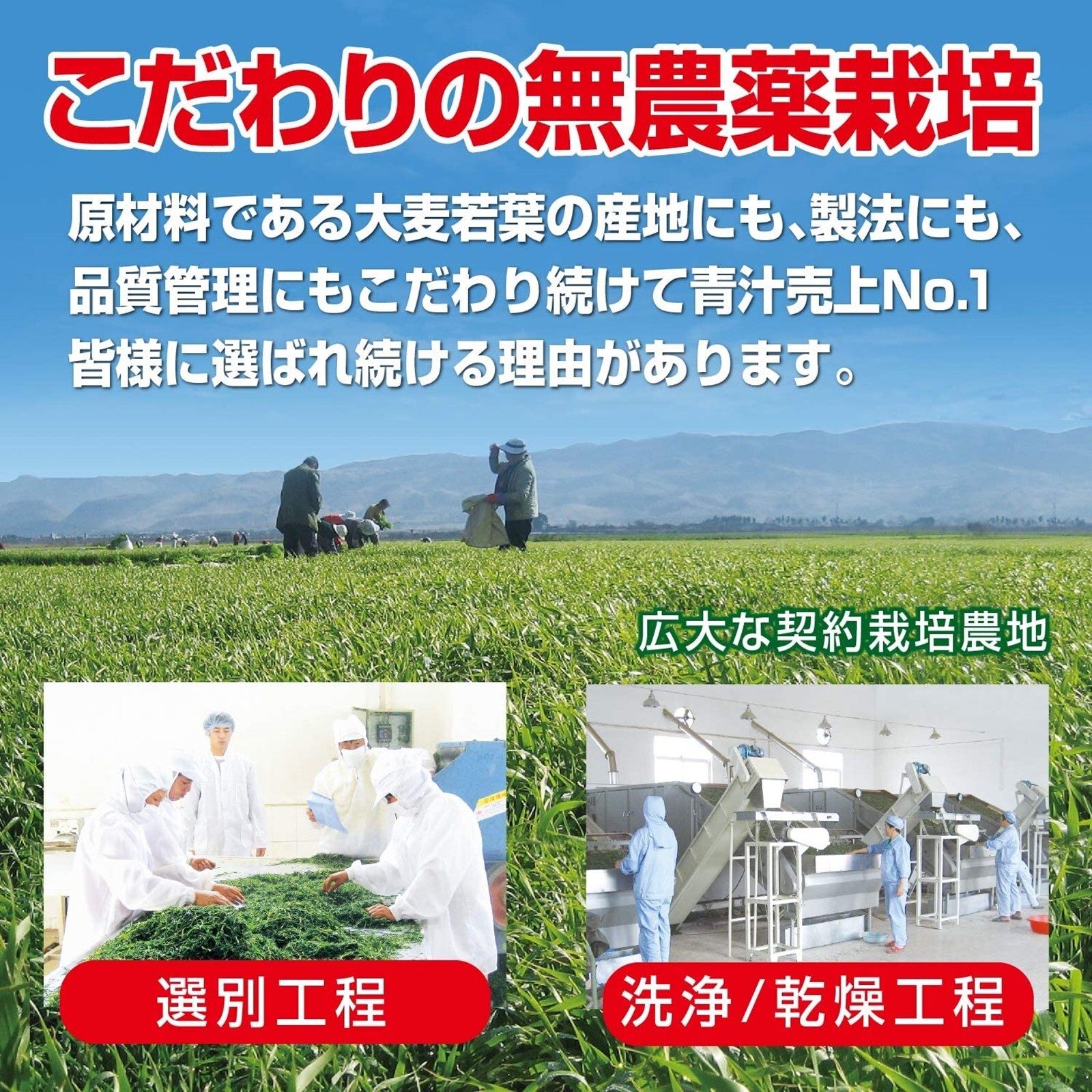 Yamamoto Kanpo Young leaves Barley 100% aojiru green powder Juice 44 sticks