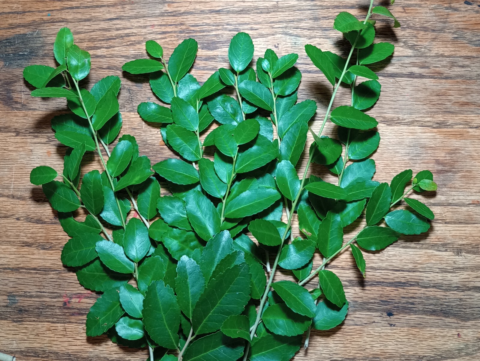 Yaupon Holly Tea Leaves 1/2 Oz Whole Loose Leaf Organic + FREE SAMPLE