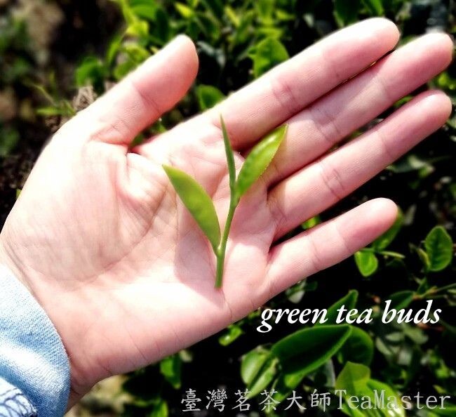 Dongding Oolong Tea Giving away free Coaster/ high quality Oolong tea