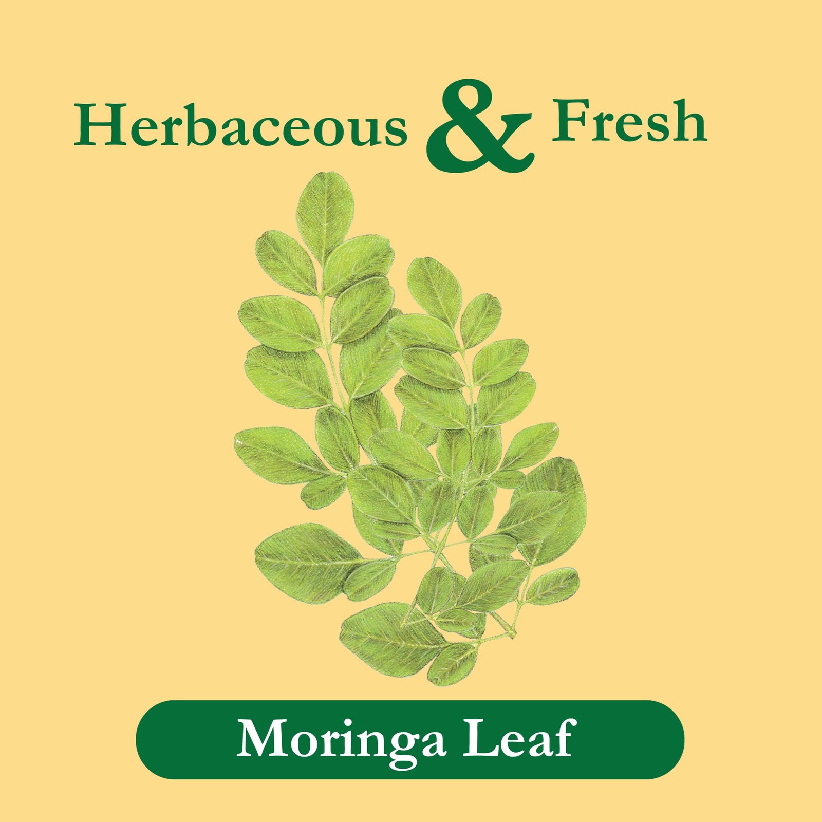 Tadin Moringa Herbal Tea 6 Pack Caffeine Free Decaf Tea Bags 24 Count