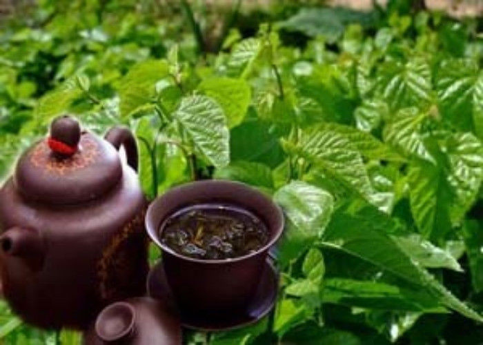 Dried Mulberry Leaf Tea Natural Mulberry Leaves Tea Chinese Health Care Herbal