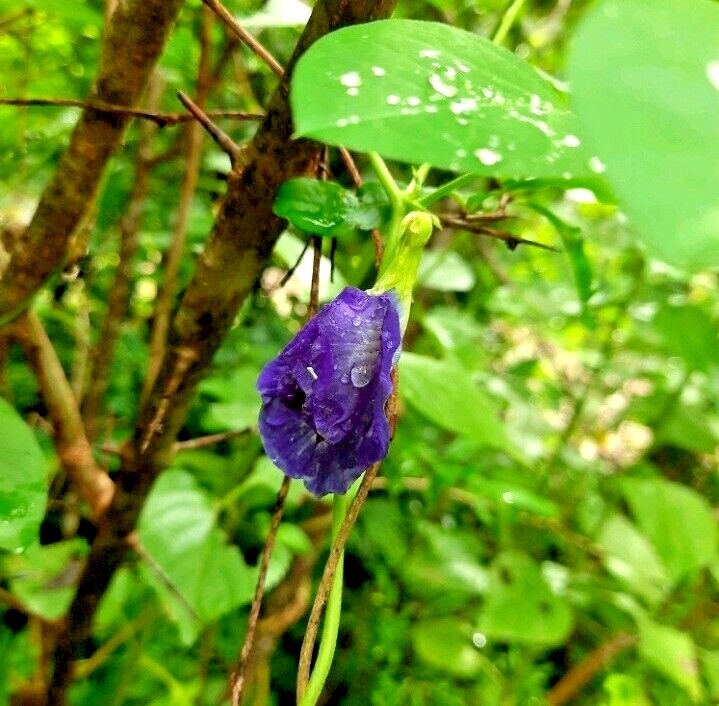 Blue Butterfly Pea Flowers Herb Tea Original CLITORIA TERNATEN 2500g + FREE 100g
