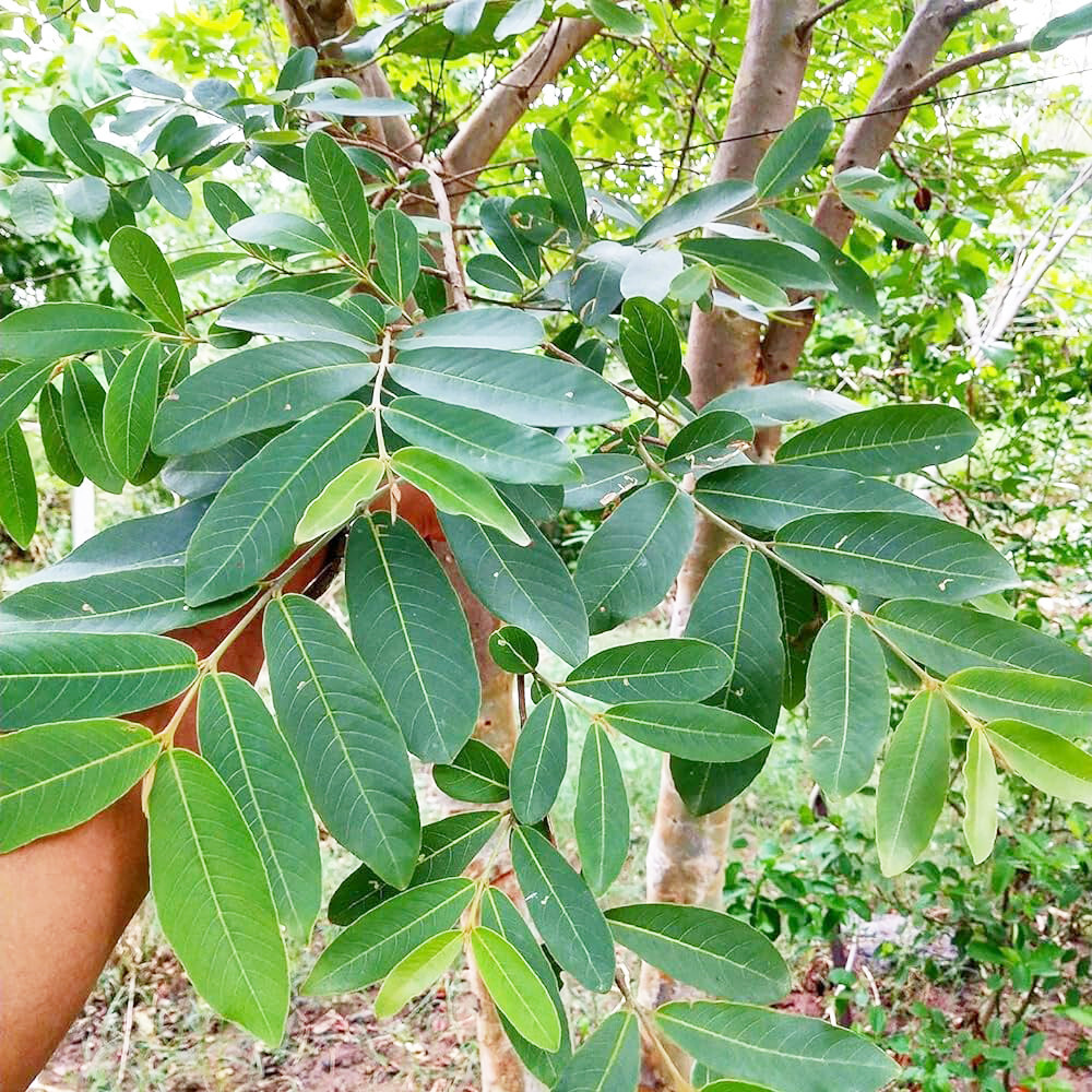 Terminalia Arjuna Dried Leaves Ceylon Organic Herbal Natural Tea Blend
