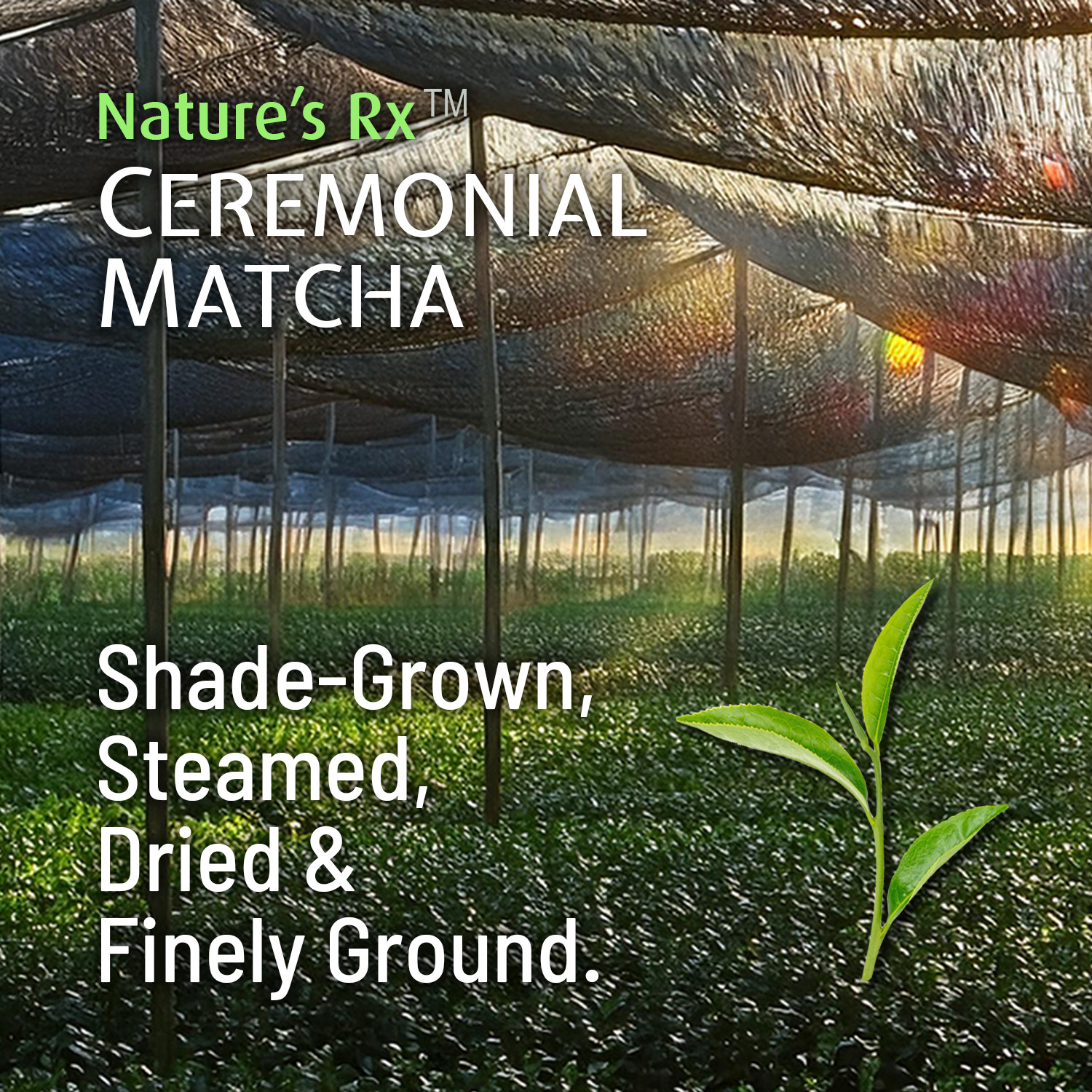 Natures Rx USDA Organic Matcha Tea Powder Premium Grade 100g Pack | 50 Servings