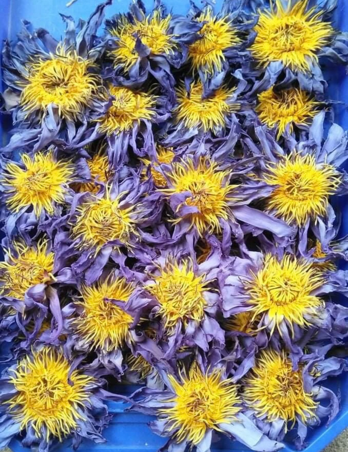 Blue lotus flowers, Dried lotus for tea, Blue lily, Egyptian Blue Lotus, Organic