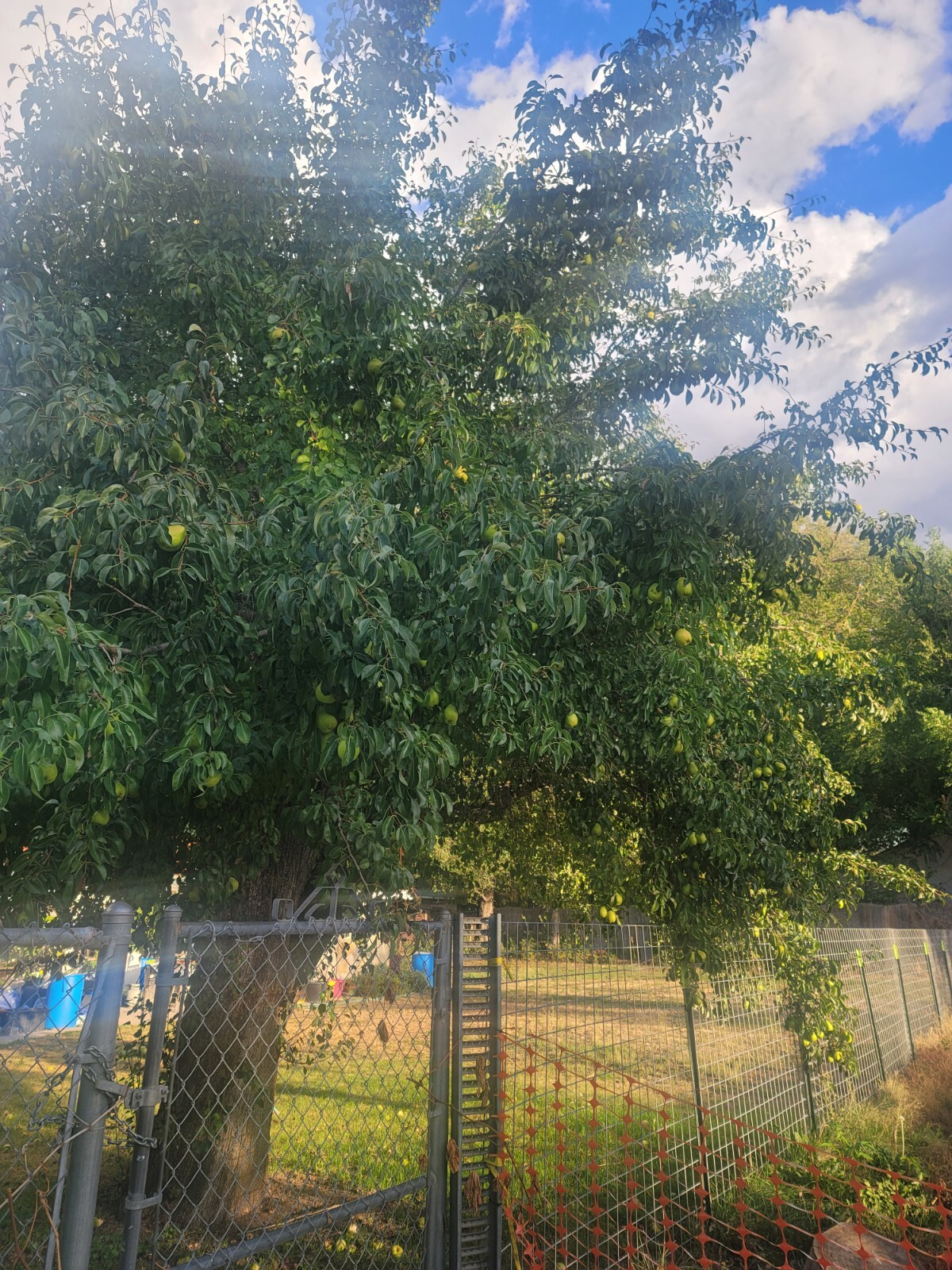 6 Organic 70 year old sweetest Pear tree cuttings