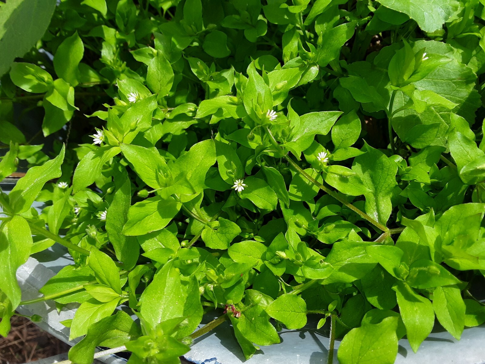 1 Cup Dried Common Chickweed For Tea or Salva.US grown.