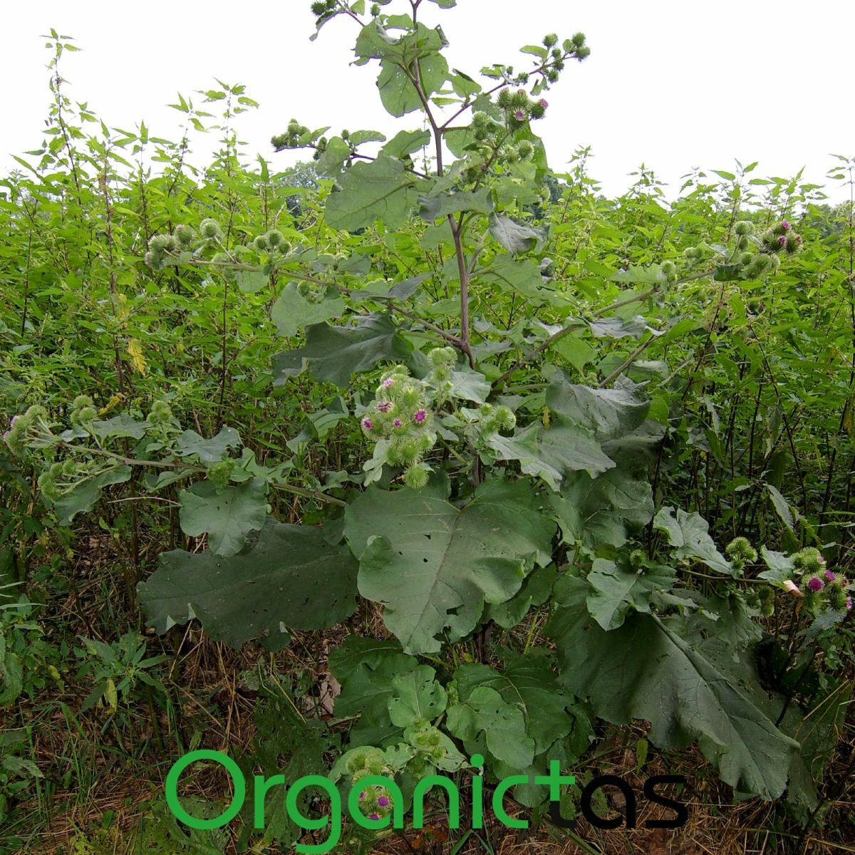 Organic BURDOCK ROOT Herbal Tea Dried Cut Arctium Lappa BEST QUALITY 100g/3.5oz