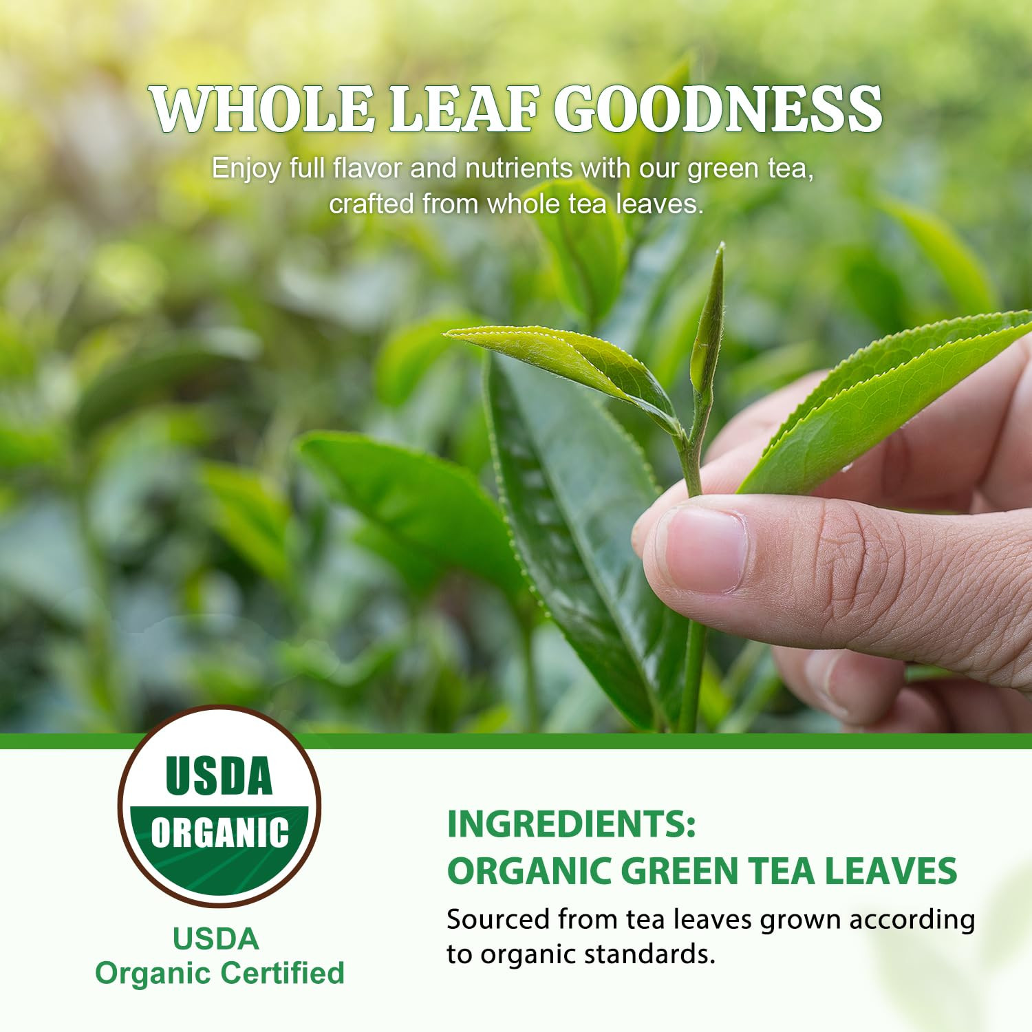 Organic Green Tea, 6.3 Oz (180G), 100 Tea Bags, Refreshing and Fragrant, Sustain