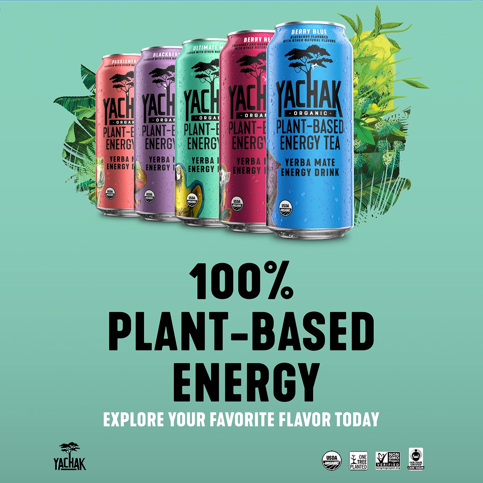 YACHAK Organic Yerba Mate Blackberry Flavor 16 Fl Oz Pack of 12 Cans