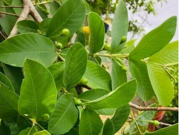 50 pcs Organic Ceylon Guava Dried Leaves – Anti Diabetic Anti Fat Burner Herbal