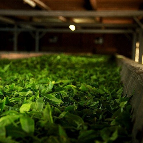 Ceylon Black Tea Thalawakelle Pure Natural Premium BOPF Bulk Powder 500g/17.6oz
