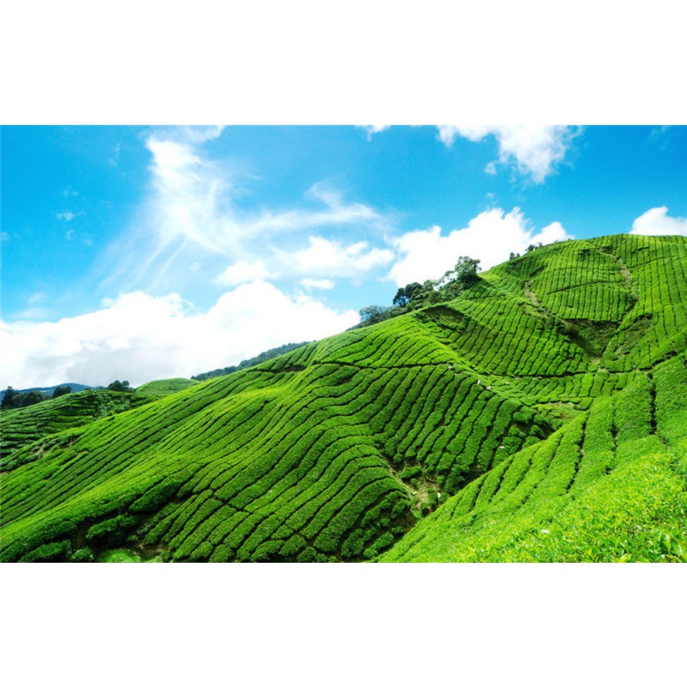 Promotion 250g Milk Oolong Tea High Quality Tie guan yin Health Care Green Tea