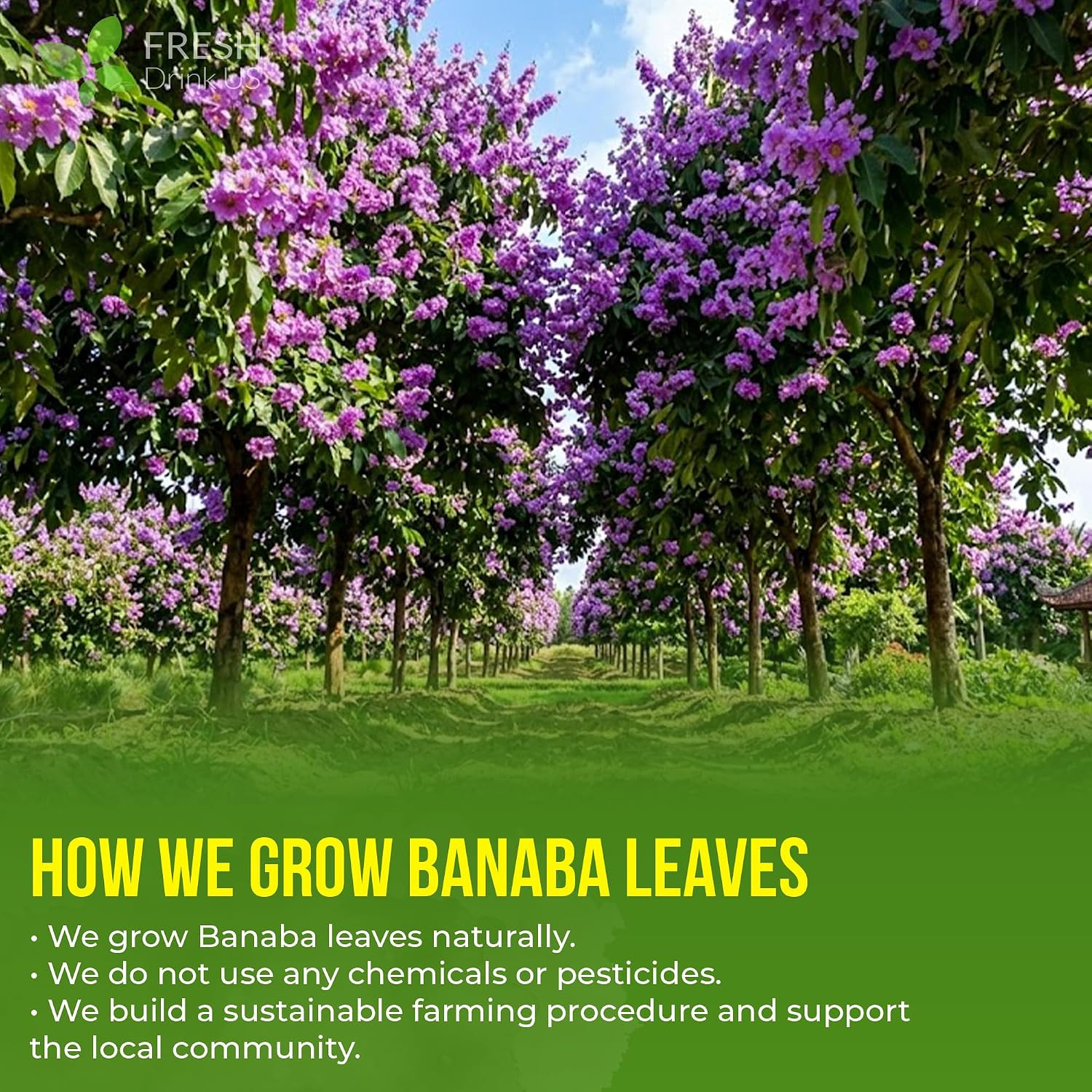 Freshdrinkus, Premium 40 Banaba Tea Bags, 100% Natural & Pure from Banaba Leaves