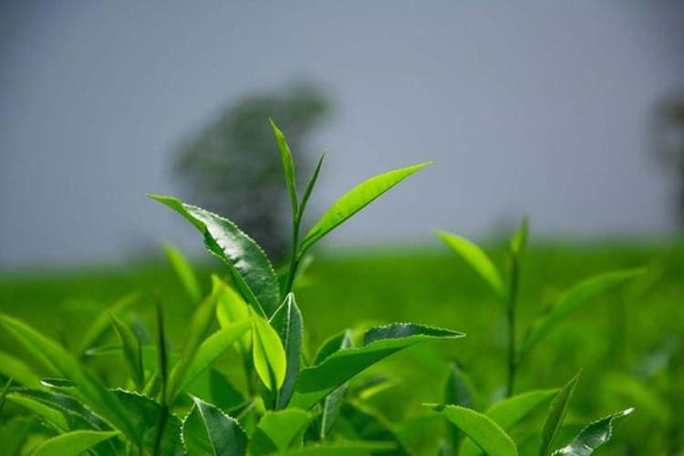 50g Top Grade Chinese Black Oolong Tea Natural Slimming Tieguanyin Tea Black Tea