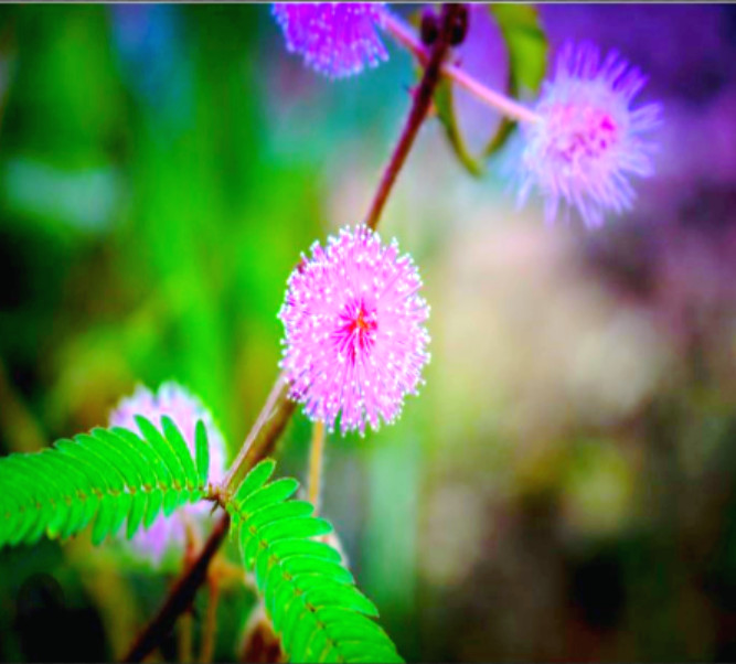 Nimosa pudica, Sensitive plant, Dried leaves, Oganic herble Healthy tea 100g