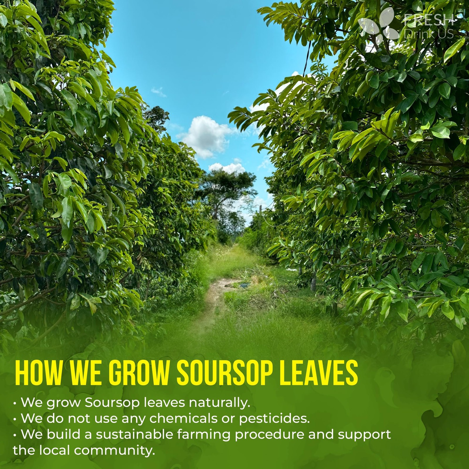 40 Premium Soursop Graviola Leaf Tea Bags, 100% Natural and Pure from Soursop