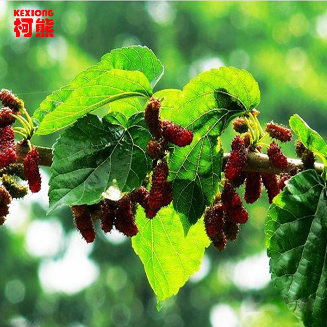 Top Grade 100% Purely Natural Organic Folium Mori Extract Powder Mulberry Powder