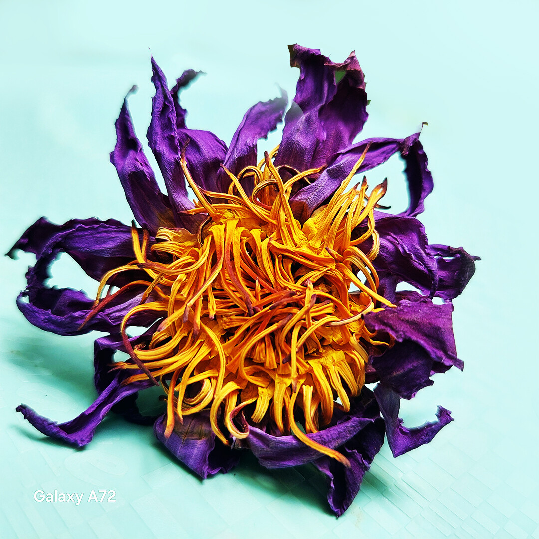 Dehydrated Blue Lotus Flower (Nymphaea Caerulea) Deep Dreams Tea Stress Relief