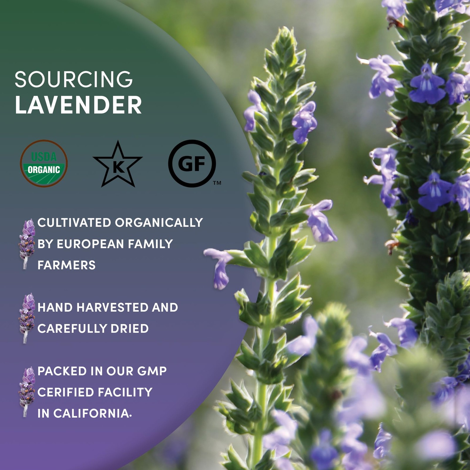 Worldwide Botanicals Organic Lavender Flowers, 1 lb, Pure European Lavender b…