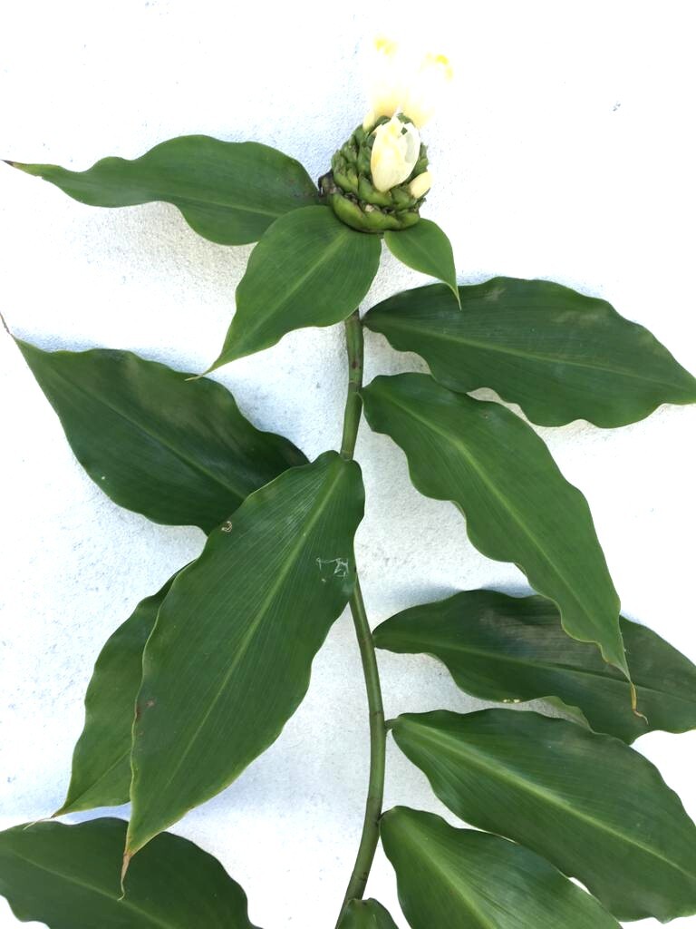Insulin Plant Leaves Cut & Sifted Organic Diabetic Ayurveda Herbal Tea New