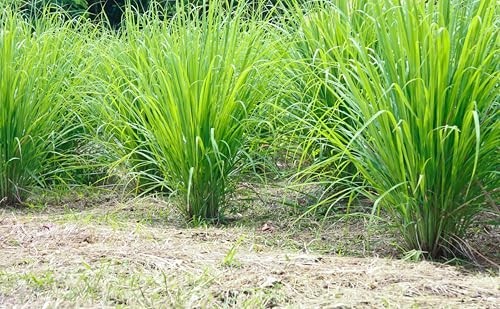 Organic Lemongrass Tea 1 LB | Cut & Sifted Loose Leaf | Aromatic Herbal Seasonin