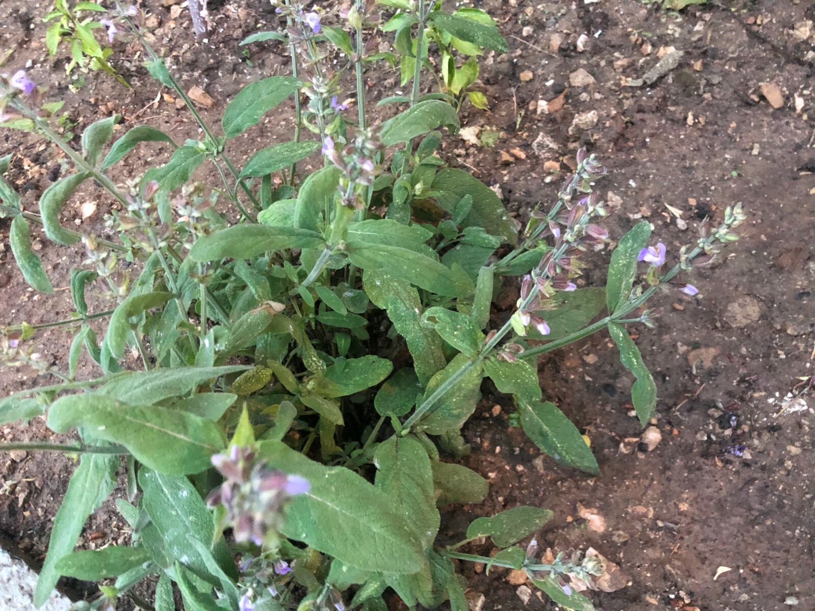 WILD ORGANIC SAGE DRIED LOOSE LEAF SALVIA OFFICINALIS ALBANIA BIO HERBS GRAM OZ.