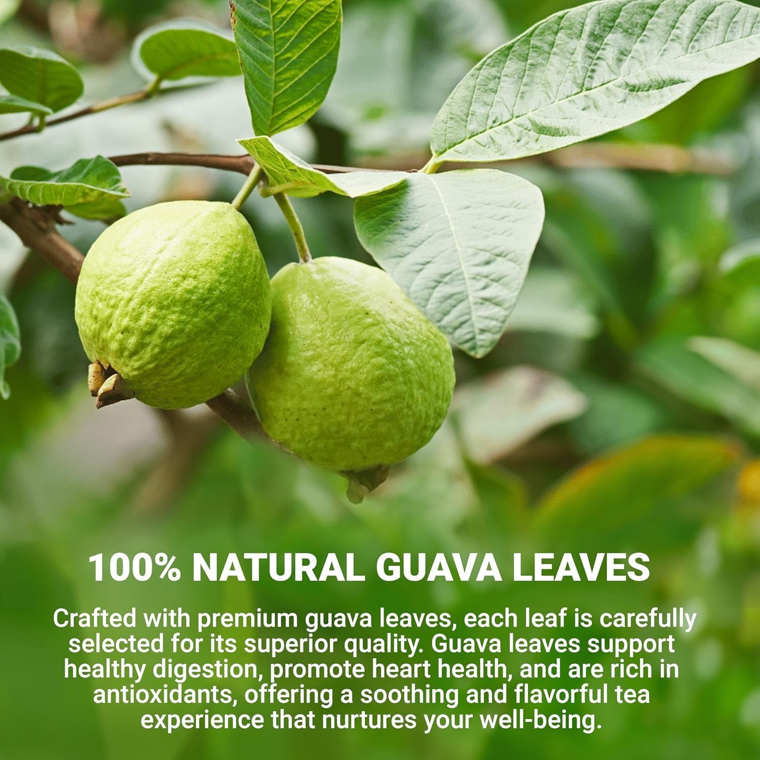 Delicate Guava Leaf Tea, 40 Bags – Clean Taste & Health Benefits in Every Sip